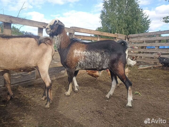 Козлы, козлята