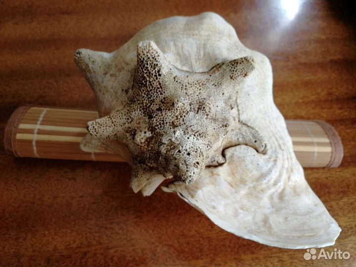 Большая морская раковина Стромбус Гигас