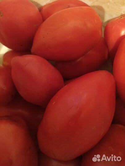 Семена сортовых томатов