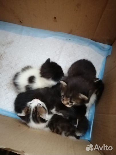 Отдам в добрые руки котят