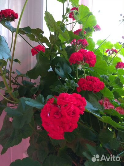 Продам укорененные черенки пеларгоний (герань)