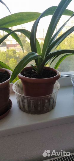 Гиппеаструм или аммаралис