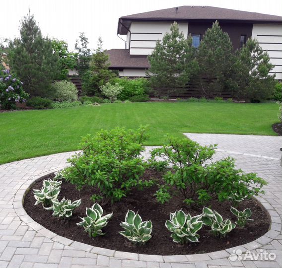 Гортензия саженцы. Черенки P9-Р14, 2 - 4-х летки