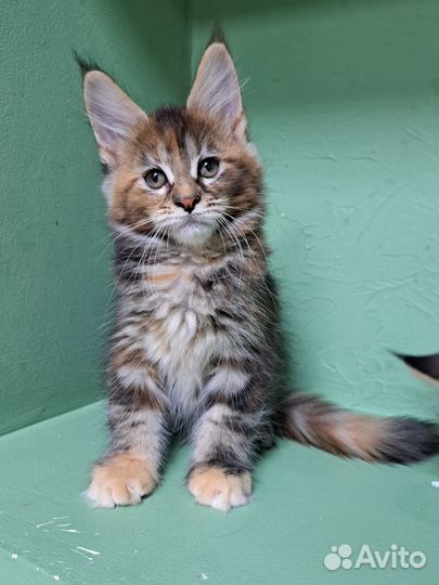 Котята мейн-кун девочки