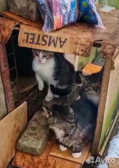 Котята у проезжей части