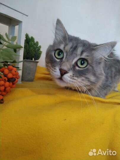 Котик ищет хозяев