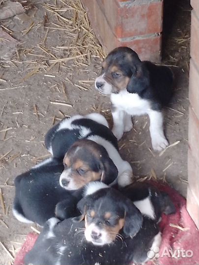 Эстонская гончая щенки