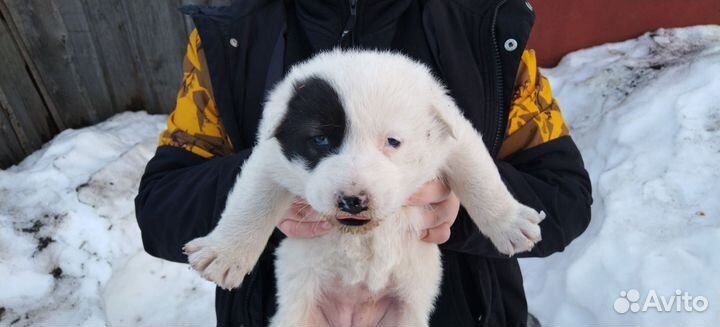 Щенки Помесь немецкой овчарки с лайкой