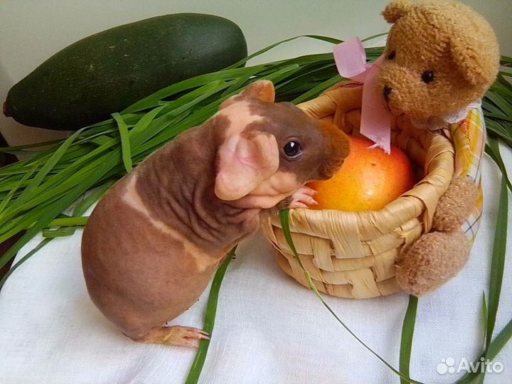 Морская свинка Скинни (малыши)