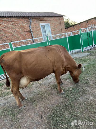 Корова стельная дойная