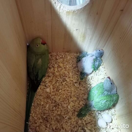 Птенцы ожереловых попугаев
