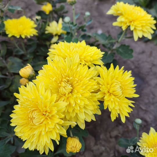 Хризантема - дубки низкорослые