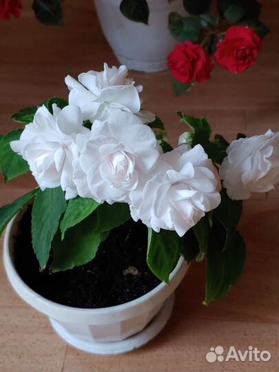 Бальзамин махровый