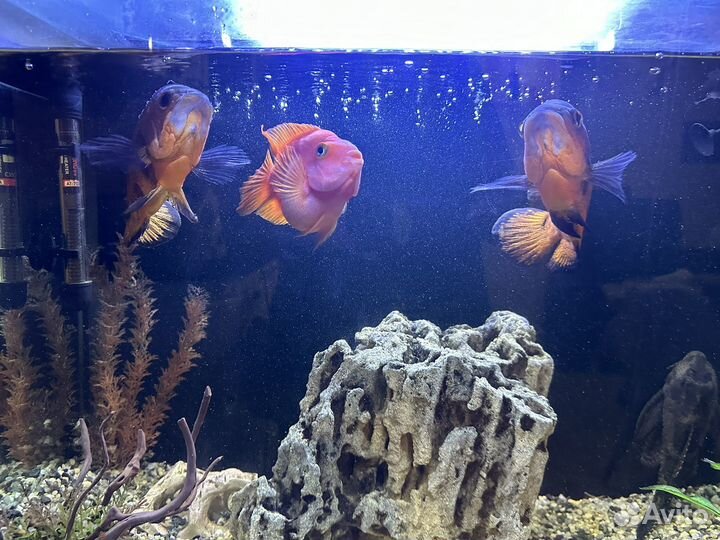 Крупные рыбы цихлиды