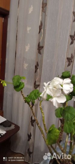 Герань пеларгония белая