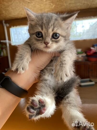 Котята метисы шотландские