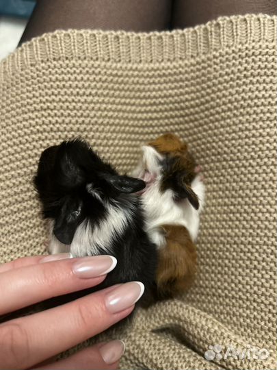 Морская свинка