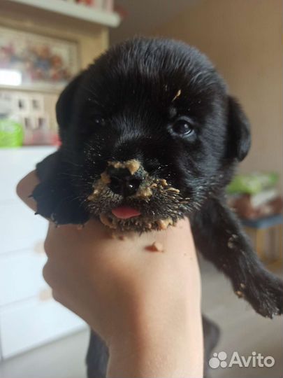 Щенки лабрадора