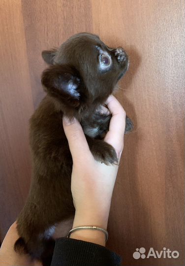 Кукольный мальчик