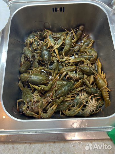 Живые раки