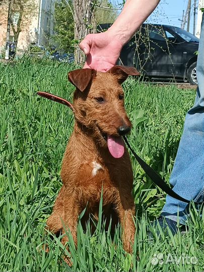 Ирландский терьер