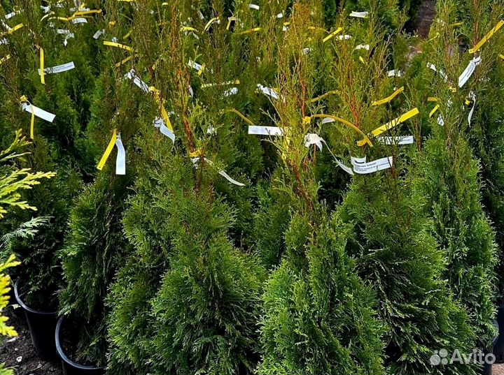 Туя в кассете/черенки туи