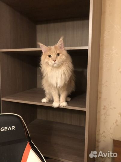 Кот на вязку