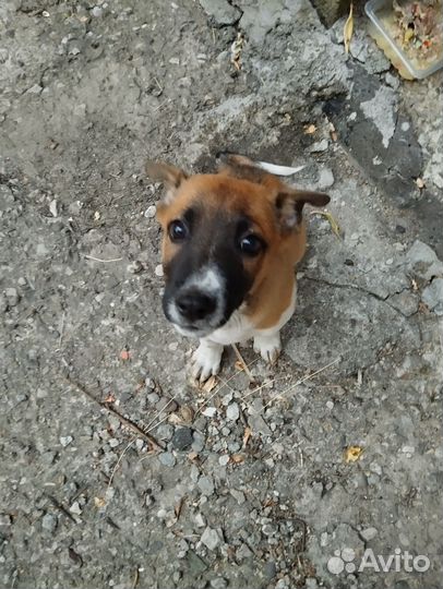 Щенок собака в добрые руки бесплатно