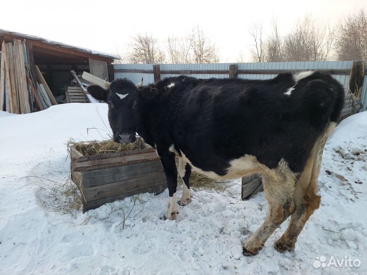 Коровы и телки стельные