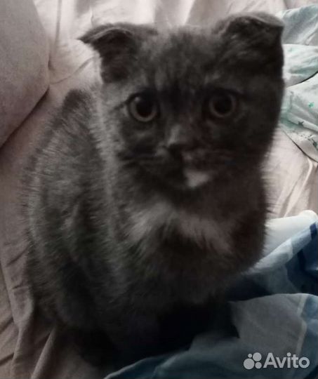 Шотландская (вислоухий котенок