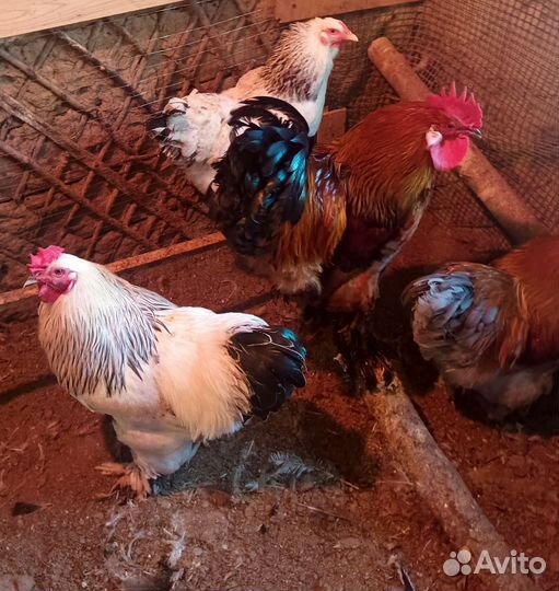 Петухи Брама