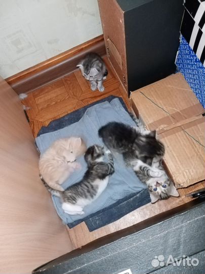 Котята в дар бесплатно