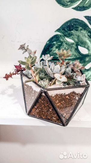 Мини- садики из суккулентов