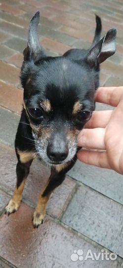 Найдена собака