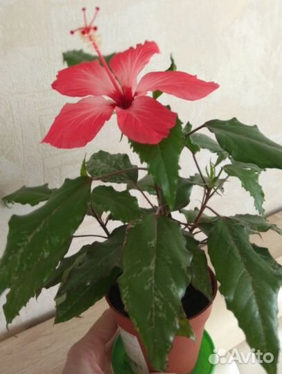 Гибискусы
