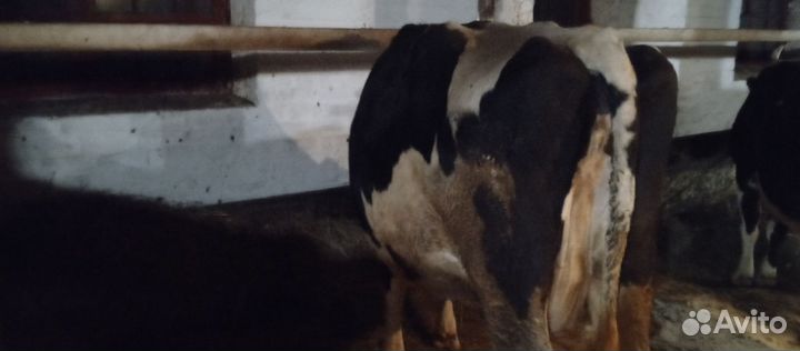 Корова на мясо