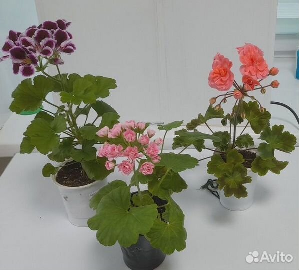 Пеларгонии сортовые