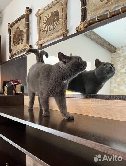 Кошка в дар