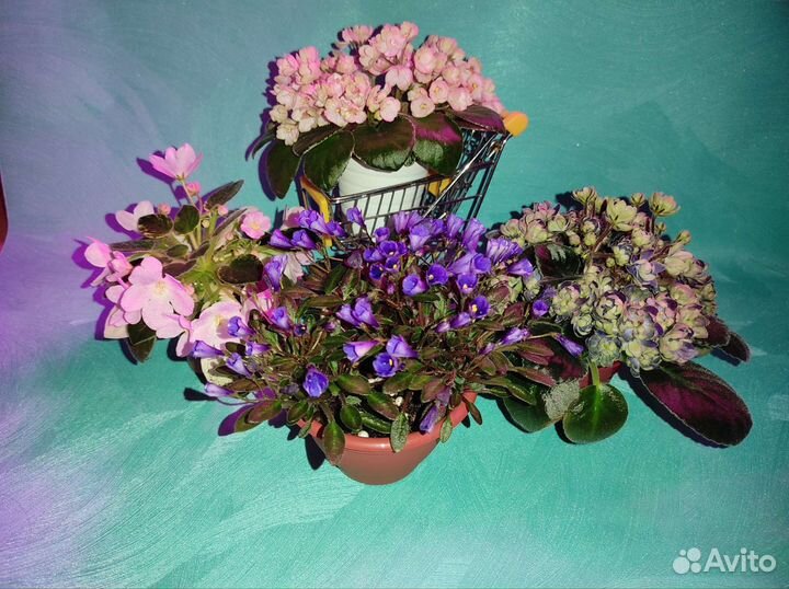 Фиалки сортовые