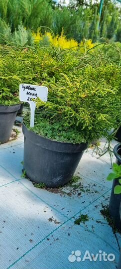 Туевик Нана