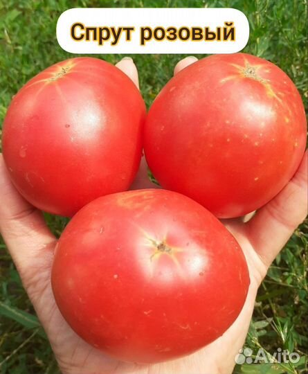 Томаты для закаток(семена)