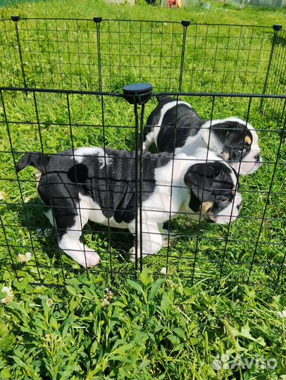 Парень Английского бульдога