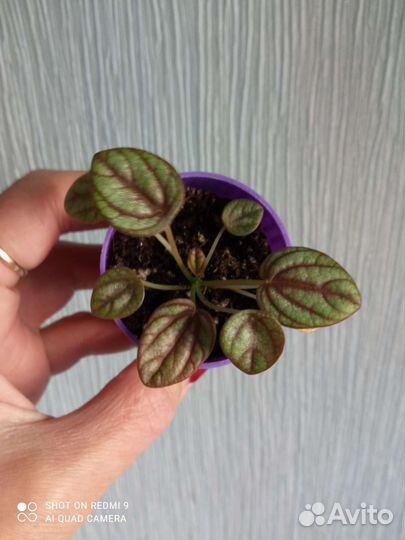 Пеперомия Серебристая, Пикколо Банда