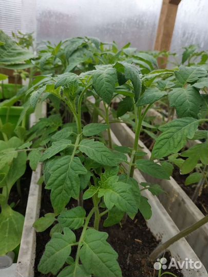Рассада помидор, перца, баклажанов, цветов, капуст