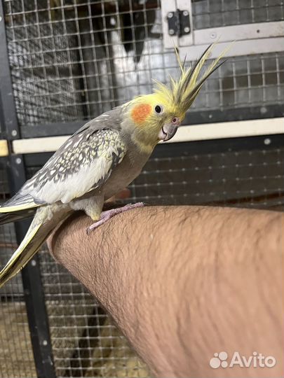 Попугаи корелла птенцы