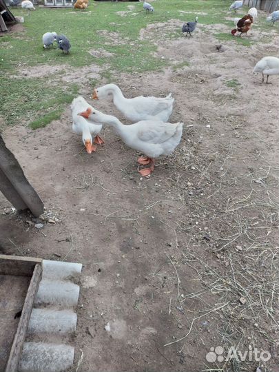 Гусаки породы линда