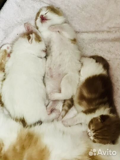 Котята