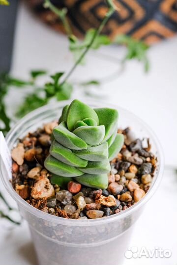 Крассула. Суккуленты почтой