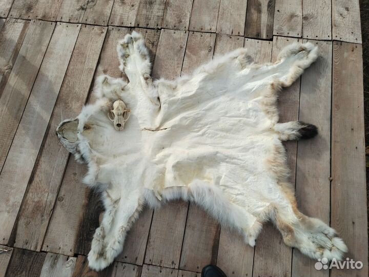 Шкура