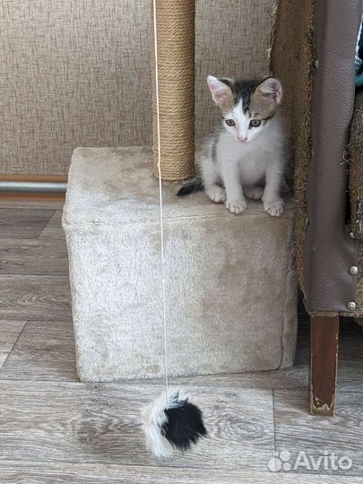 Котенок в добрые руки
